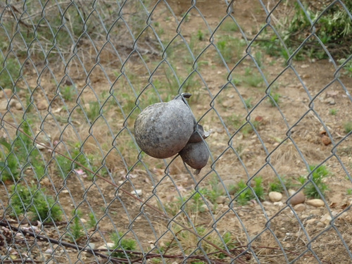 A wild gord that developed inside a chain link fence.